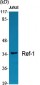 Ref-1 Polyclonal Antibody