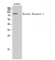 Relaxin Receptor 2 Polyclonal Antibody