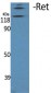 Ret Polyclonal Antibody