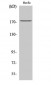 Ret Polyclonal Antibody