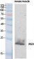 RGS1 Polyclonal Antibody