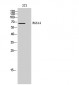 RGS14 Polyclonal Antibody