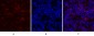 Rho A Polyclonal Antibody