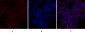 Rho A Polyclonal Antibody