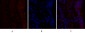 Rho A Polyclonal Antibody