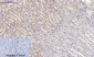 Rho A Polyclonal Antibody