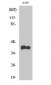 Rhodopsin Polyclonal Antibody