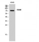 RIAM Polyclonal Antibody