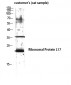 Ribosomal Protein L17 Polyclonal Antibody