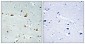 Ribosomal Protein L5 Polyclonal Antibody