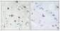 Ribosomal Protein S20 Polyclonal Antibody