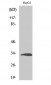 Ribosomal Protein S3 Polyclonal Antibody