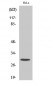 Ribosomal Protein S4X Polyclonal Antibody