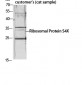 Ribosomal Protein S4X Polyclonal Antibody
