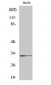 Ribosomal Protein S6 Polyclonal Antibody