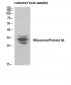 Ribosomal Protein S6 Polyclonal Antibody