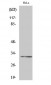 Ribosomal Protein S6 Polyclonal Antibody