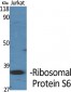 Ribosomal Protein S6 Polyclonal Antibody