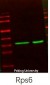 Ribosomal Protein S6 Polyclonal Antibody