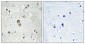 Ribosomal Protein S9 Polyclonal Antibody