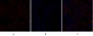 Rock-1 Polyclonal Antibody