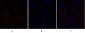 Rock-1 Polyclonal Antibody