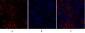 Rock-1 Polyclonal Antibody