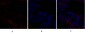 Rock-1 Polyclonal Antibody