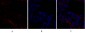 Rock-1 Polyclonal Antibody