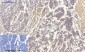 Rock-1 Polyclonal Antibody