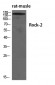 Rock-2 Polyclonal Antibody
