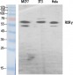 RORγ Polyclonal Antibody