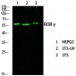 RORγ Polyclonal Antibody