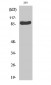 Rsk-1 Polyclonal Antibody