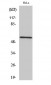 RUNX2 Polyclonal Antibody