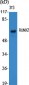 RUNX2 Polyclonal Antibody