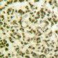 RXRγ Polyclonal Antibody