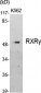 RXRγ Polyclonal Antibody