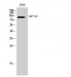 SAF-A2 Polyclonal Antibody