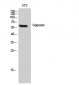 Saposin Polyclonal Antibody