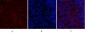 SDF-1 Polyclonal Antibody