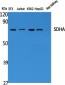 SDHA Polyclonal Antibody