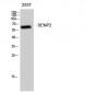 SENP2 Polyclonal Antibody