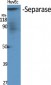 Separase Polyclonal Antibody