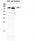 Seprase Polyclonal Antibody