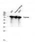 Seprase Polyclonal Antibody