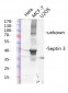 Septin 3 Polyclonal Antibody
