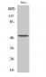 Septin 7 Polyclonal Antibody