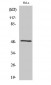 Septin 8 Polyclonal Antibody