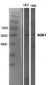 SGK1 Polyclonal Antibody